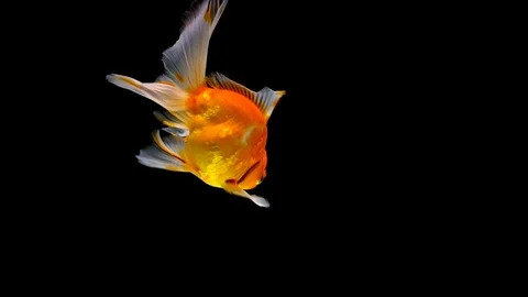 Goldfish swimming on black background Stock Footage 108476953