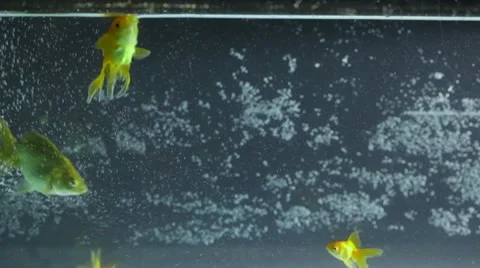 Goldfish Swimming, Eating Stock Footage 10738633