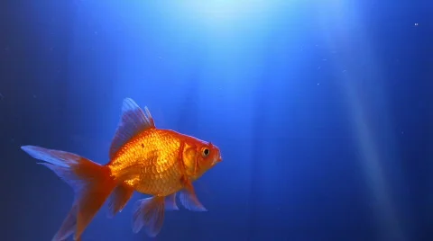 Goldfish swimming Stock Footage 800490
