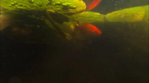 Goldfish Swimming Stock Footage 64889310