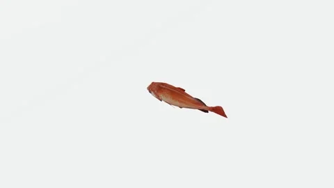 Goldfish swimming from high angle in white backdrop Stockbeeldmateriaal 246731039