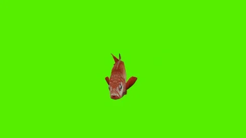 Goldfish swimming in water from angle facing Stock Footage 246731050