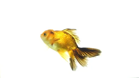 Goldfish swimming on white background Video stock 123098344