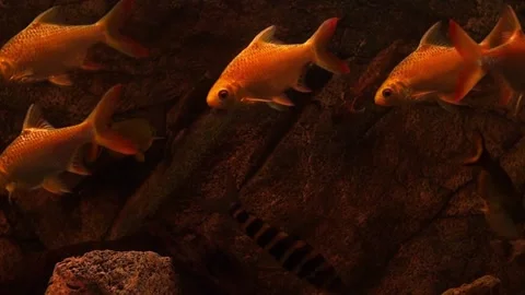 Goldfish swims in blue water. FullHD Stock Footage 163746053