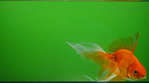 Goldfish swims in a circle. Stock Footage 124079584