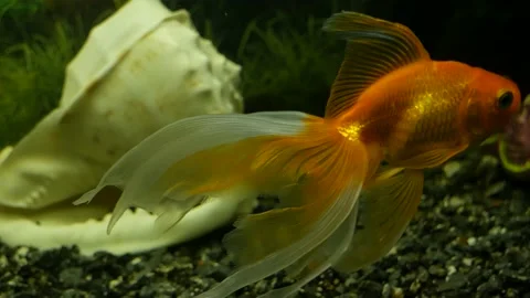 The goldfish swims in close-up. 스톡 동영상 147043408