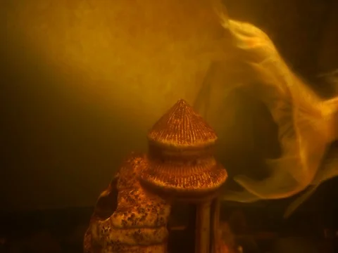 Goldfish swims Vídeo Stock 81319299