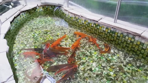 Goldfish swims in the pool. Pool with small pebbles on the bottom and goldfish. Stock Footage 112295438