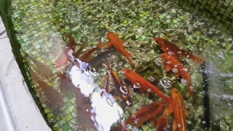 Goldfish swims in the pool. Pool with small pebbles on the bottom and goldfish. Video stock 112574992