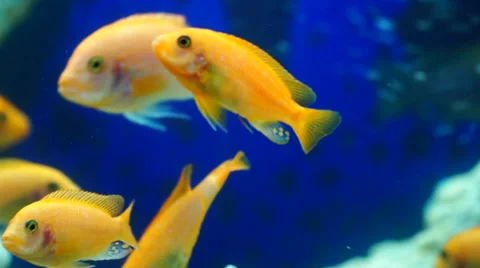 Goldfish underwater closeup 库存影片 67660817