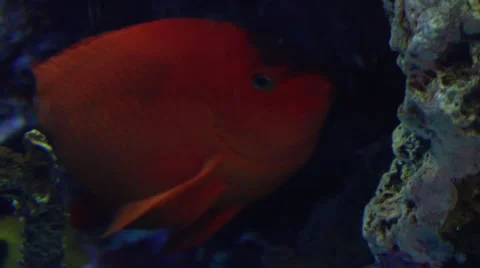 Goldfish Underwater Stockbeeldmateriaal 45613534