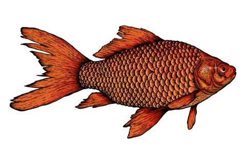 Goldfish Vector illustration - Hand drawn Stock Illustration