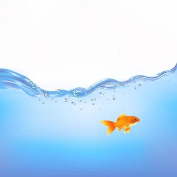 Goldfish in water Stock Illustration
