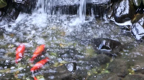 Goldfish Waterfall Stock Footage 41264480