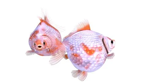 Goldfish on white background Stock Illustration