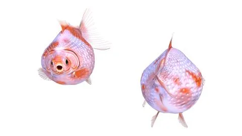 Goldfish on white background Stock Illustration