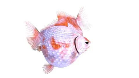 Goldfish on white background Stock Illustration