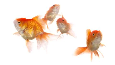 Goldfish on White Background Stock Photos