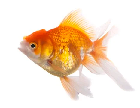 Goldfish on White Background Stock Photos