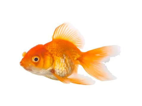 Goldfish on White Background Stock Photos