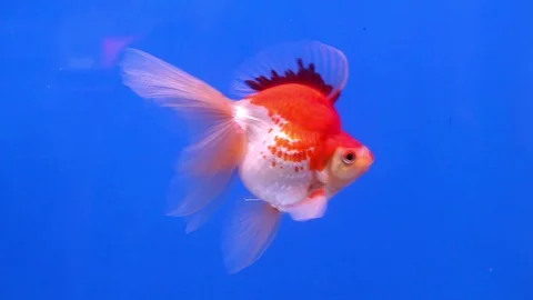 Goldfish4 Stock Footage 118767425