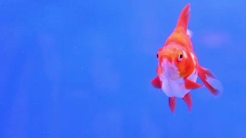 Goldfish5 Stock Footage 118767388