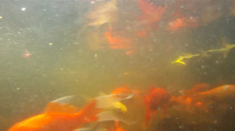 Goldfishes underwater Stock Footage 22958074