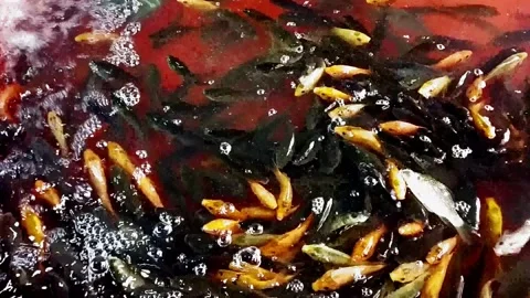 Goldfishswim Stock Footage 236974347