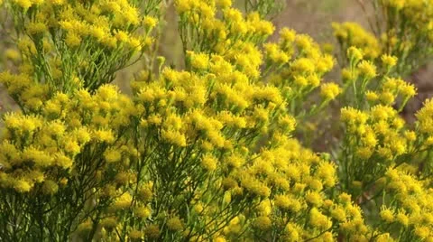 Goldilocks (Aster linosyris) Stock Footage 13395773