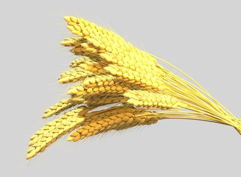 Goldish rye or wheat bundle, farm crop isolated. concept Illustration