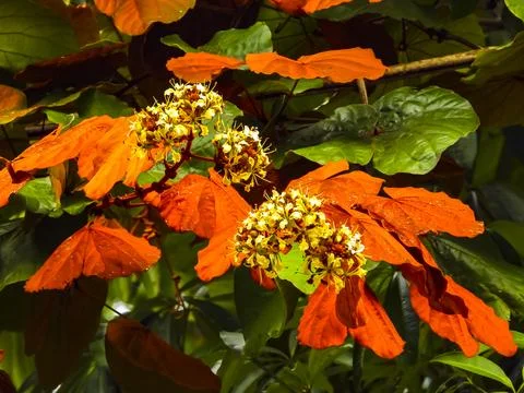 Goldleaf Bauhinia Stock Photos