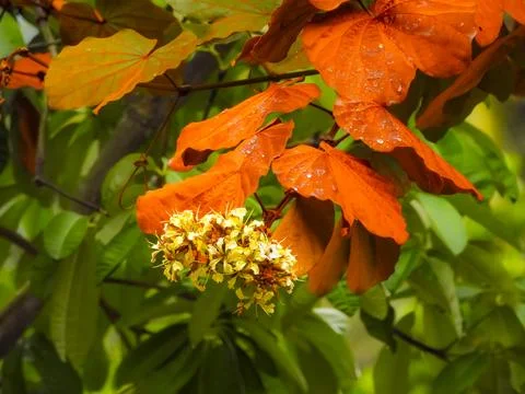 Goldleaf Bauhinia Stock Photos