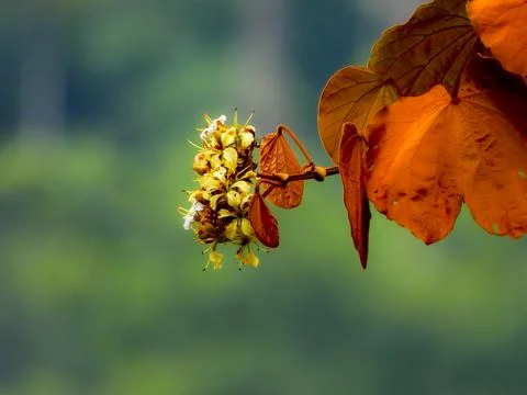 Goldleaf Bauhinia Stock Photos