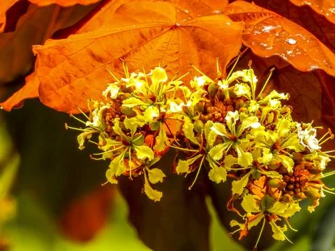 Goldleaf Bauhinia Stock Photos