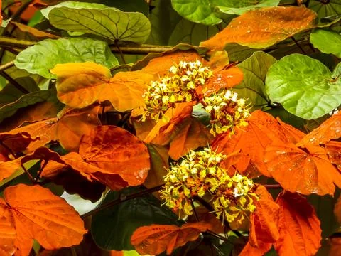 Goldleaf Bauhinia Stock Photos