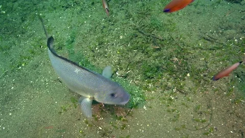 Goldlined spinefoot (Siganus guttatus), Bluetail trunkfish Video stock 89932963