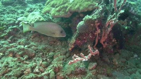 Goldlined spinefoot (Siganus guttatus) in the corals in Zulu sea Video stock 89880660
