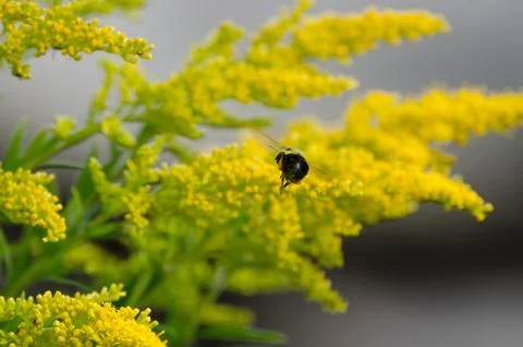 Goldmine for a Bee 스톡 사진