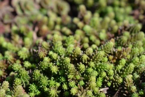 Goldmoss stonecrop Foto stock