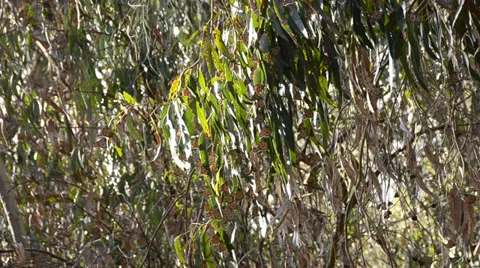 Goleta Beach Stunning Butterflies Stock Footage 32508159