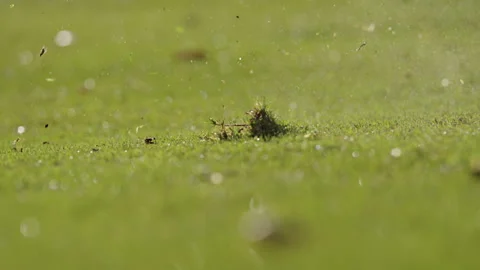 Golf ball being hit by golf club slow motion closeup Video stock 285210405