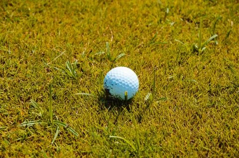 The golf ball is on the grass Stock Photos
