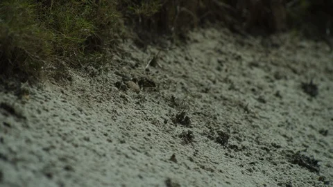 Golf Ball Lands in a Bunker Stock Footage 108453985