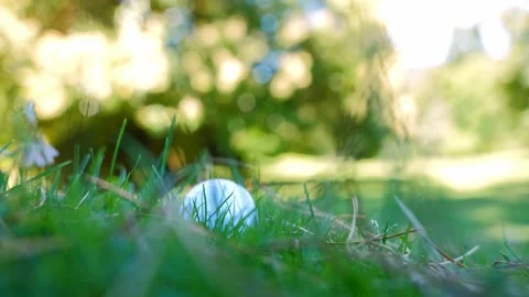 Golf Ball in the Rough Grass on Golf Course in a Sunny Day Stock Footage 201061333