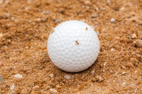 Golf Ball in Sand, Occupied by Ants Stock Photos