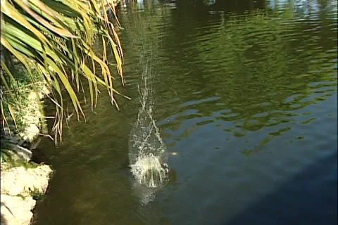 Golf ball in the water Stock Footage 921642