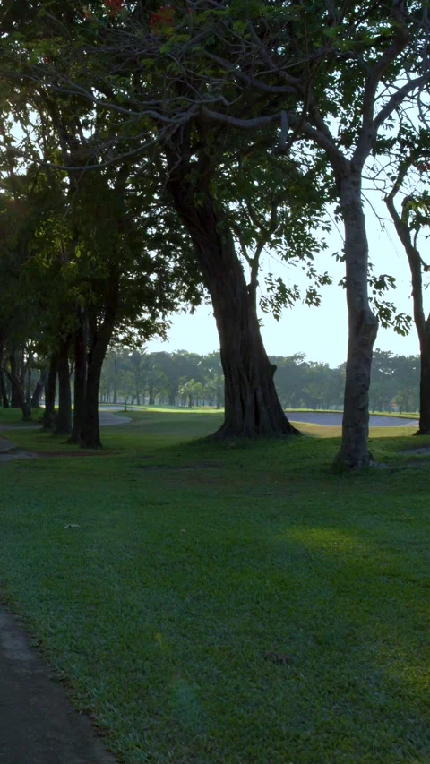 Golf Cart Driving Down Shaded Pathway on Luxury Green Fairway Stock Footage 338326905