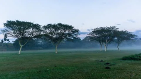 Golf Course Dawn Mist Trees Landscape Stock Photos