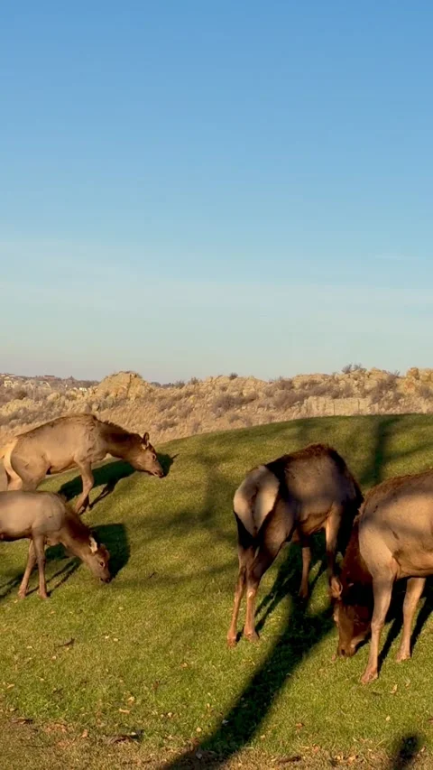 Golf Course Gets Shut Down When Elk Pass Through, Loveland, Colorado, USA - 24 N 스톡 동영상 321710754