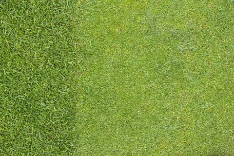 Golf Course green grass background. Stock Photos